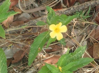 Turnera ulmifolia, photographed by Alexis Tinker-Tsavalas