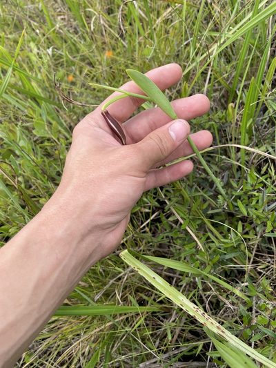 Cleistesiopsis divaricata, photographed by Joseph Hubbard