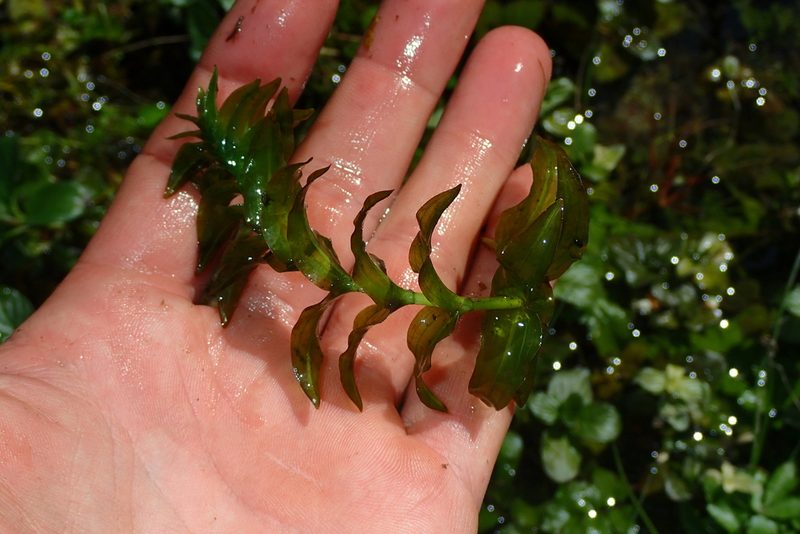 Groenlandia densa, photographed by Julien Renoult