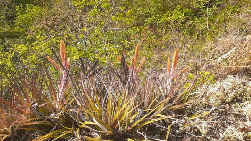 Tillandsia salmonea, photographed by Sobeida Morales