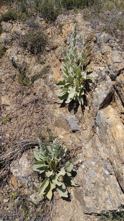 Verbascum rotundifolium, photographed by scolym