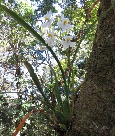 Cuitlauzina pulchella, photographed by Sobeida Morales