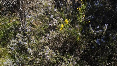 Salvia rosmarinus, photographed by scolym
