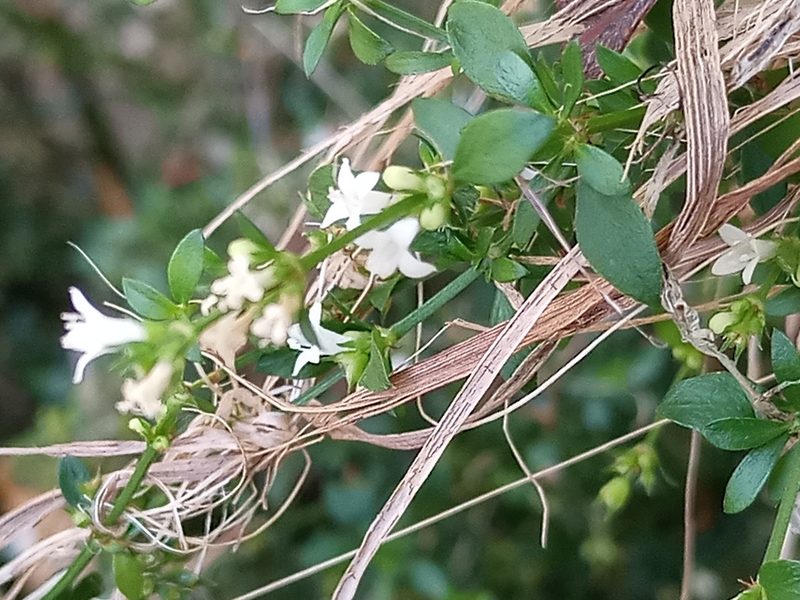 Galianthe brasiliensis, photographed by Bahiano Ayala