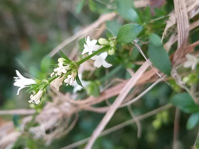 Galianthe brasiliensis, photographed by Bahiano Ayala