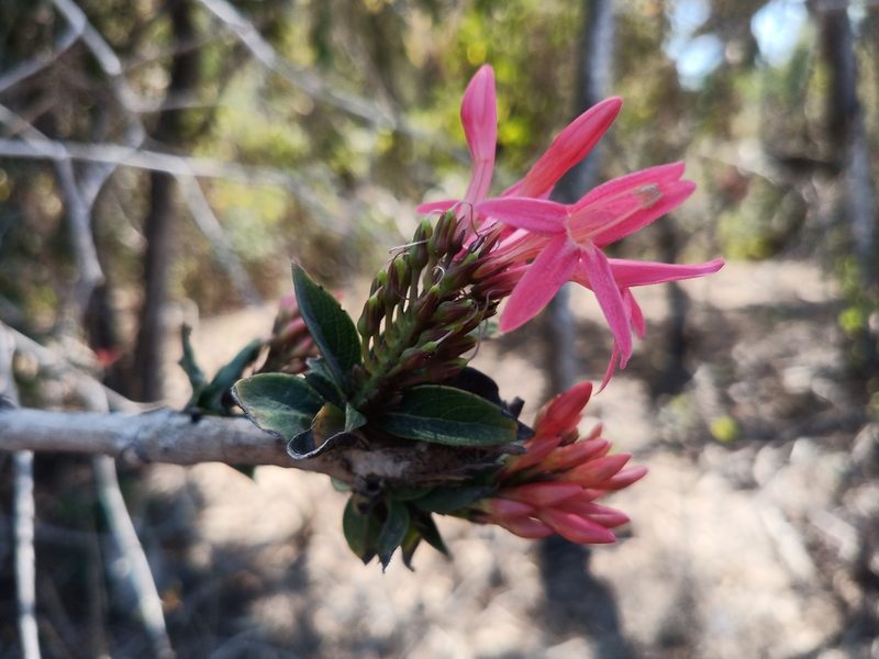 Aphelandra lineariloba, photographed by Oscar Gonzalez Diaz