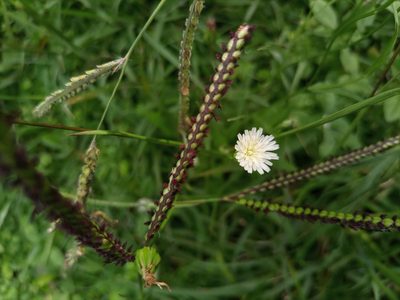 Hypochaeris albiflora, photographed by Bahiano Ayala