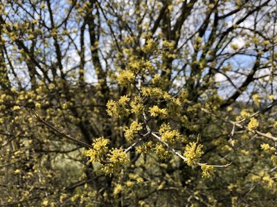 Cornus mas, photographed by Pavel Kacl