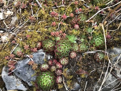 Sempervivum globiferum, photographed by Pavel Kacl