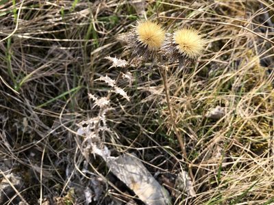 Carlina vulgaris, photographed by Pavel Kacl