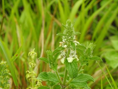 Stachys ocymastrum, photographed by Duarte Frade