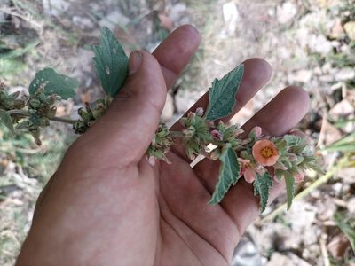 Sphaeralcea bonariensis, photographed by Bahiano Ayala