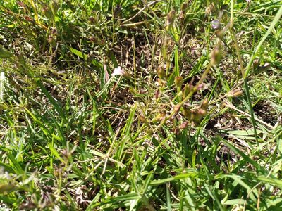 Agalinis communis