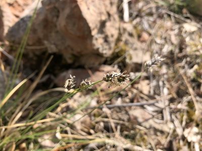 Sesleria caerulea, photographed by Pavel Kacl