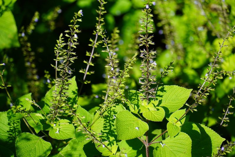 Salvia tiliifolia, photographed by Matthew Fainman