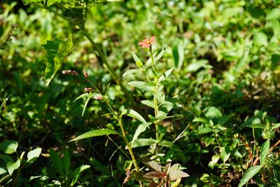Zinnia peruviana, photographed by Matthew Fainman
