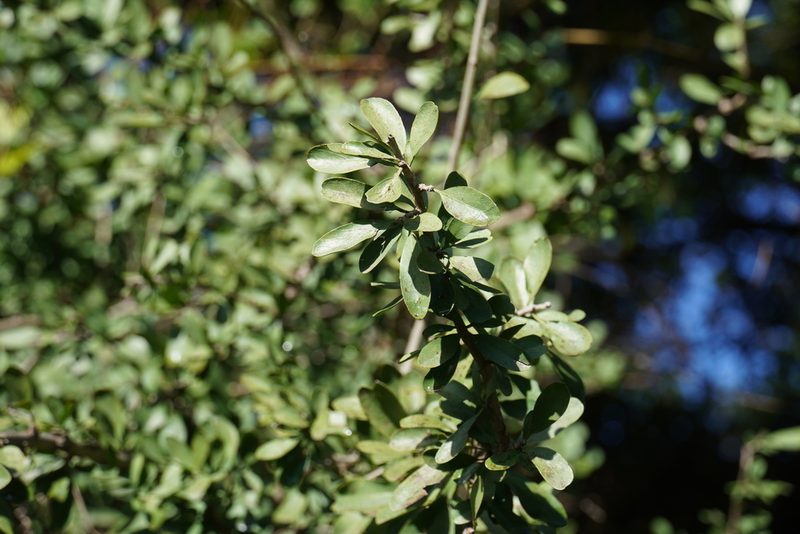 Ehretia rigida, photographed by Matthew Fainman