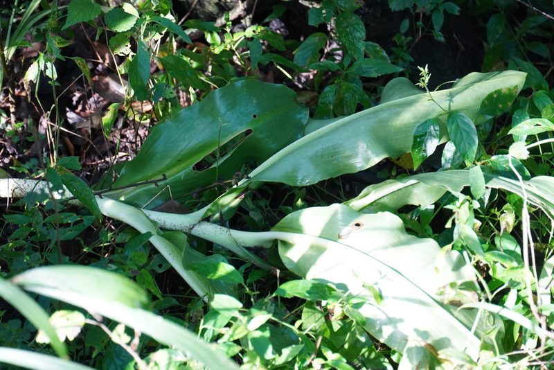 Scadoxus puniceus, photographed by Matthew Fainman