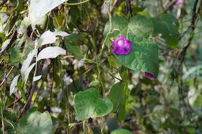 Ipomoea purpurea, photographed by Matthew Fainman