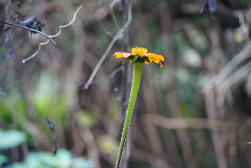 Tithonia rotundifolia, photographed by Matthew Fainman