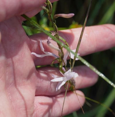 Cyphia stenopetala, photographed by Matthew Fainman