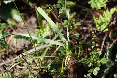 Xerophyta retinervis, photographed by Matthew Fainman