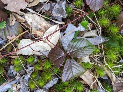Rubus hispidus, photographed by Nick Kleinschmidt