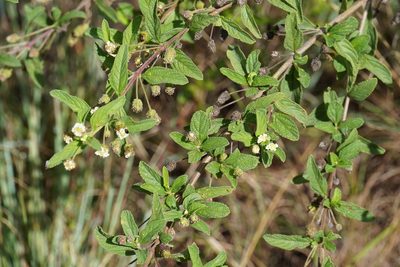 Lippia javanica, photographed by Matthew Fainman