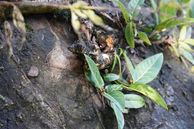 Ficus ingens, photographed by Matthew Fainman