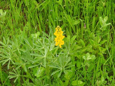 Lupinus luteus, photographed by Duarte Frade
