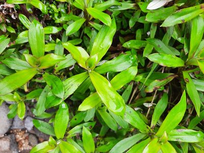 Anaphalioides trinervis, photographed by Emily Roberts