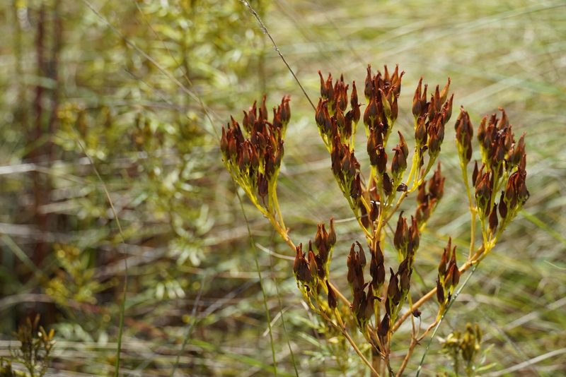 Kalanchoe paniculata, photographed by Matthew Fainman