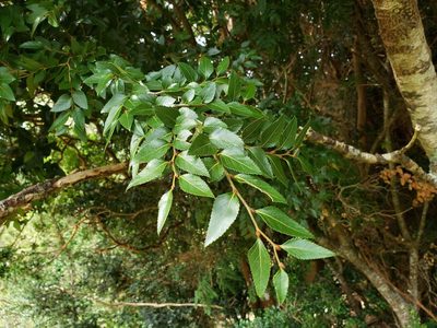 Nothofagus nitida, photographed by Cesar Ormazabal