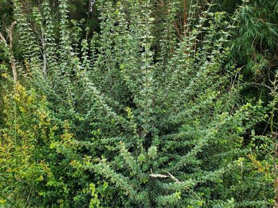 Rhaphithamnus spinosus, photographed by Cesar Ormazabal