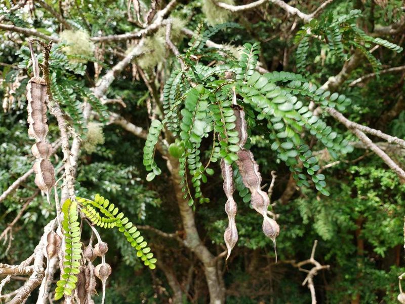 Sophora cassioides, photographed by Cesar Ormazabal