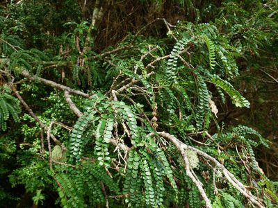 Sophora cassioides, photographed by Cesar Ormazabal