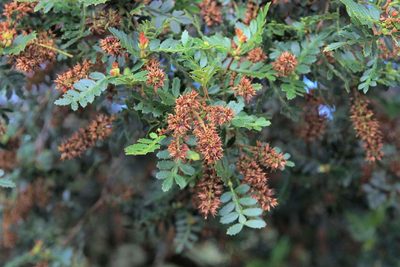 Weinmannia trichosperma, photographed by Cesar Ormazabal