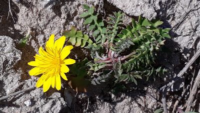Hyoseris radiata, photographed by Alessia Guggisberg
