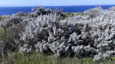 Artemisia arborescens, photographed by Alessia Guggisberg