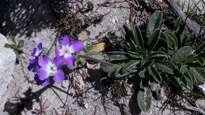 Matthiola tricuspidata, photographed by Alessia Guggisberg