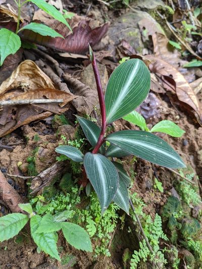 Costus laevis, photographed by Attila Oláh