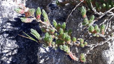 Camphorosma monspeliaca, photographed by Alessia Guggisberg