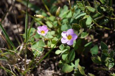 Oxalis obliquifolia, photographed by Matthew Fainman