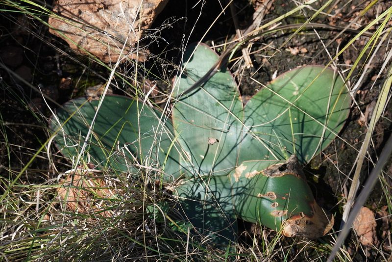 Brunsvigia radulosa, photographed by Matthew Fainman