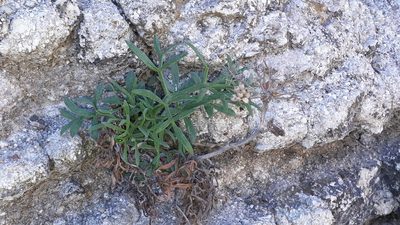 Crithmum maritimum, photographed by Alessia Guggisberg