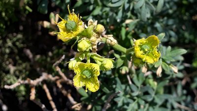 Ruta chalepensis, photographed by Alessia Guggisberg