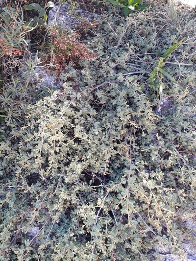Mimosa rocae, photographed by Lauu