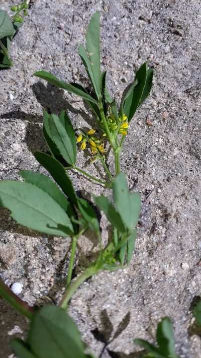 Melilotus sulcatus, photographed by Alessia Guggisberg