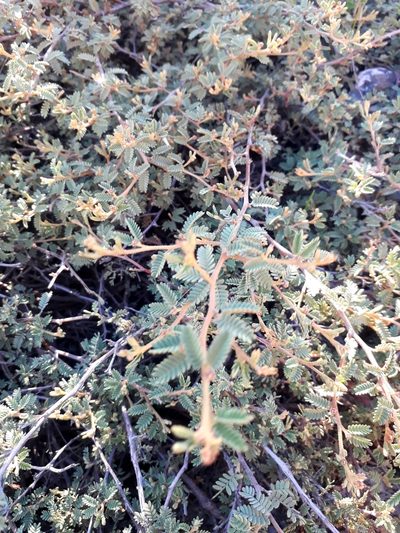 Mimosa rocae, photographed by Lauu