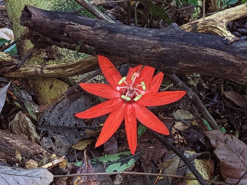 Passiflora vitifolia, photographed by Attila Oláh